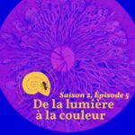 La fourmi dans la coquille